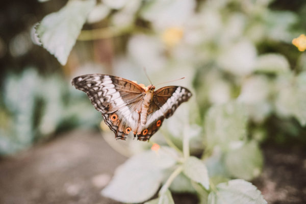 Niagara Parks Butterfly Conservatory Niagara Parks Butterfly Conservatory